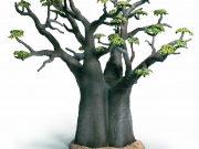 30655 baobab 2.JPG